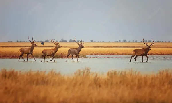 لا تكن مثل خراش.. عليك أن تتجاهل بعض الظباء؛ وإن كانت جميلة!